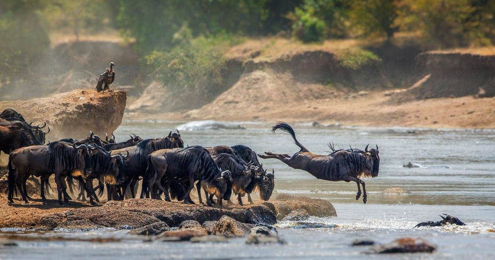 Wildebeest Africa with Safari multiways