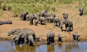 1-Day Trip - Arusha National Park, Tarangire National Park, Lake Manyara National Park, Ngorongoro Crater