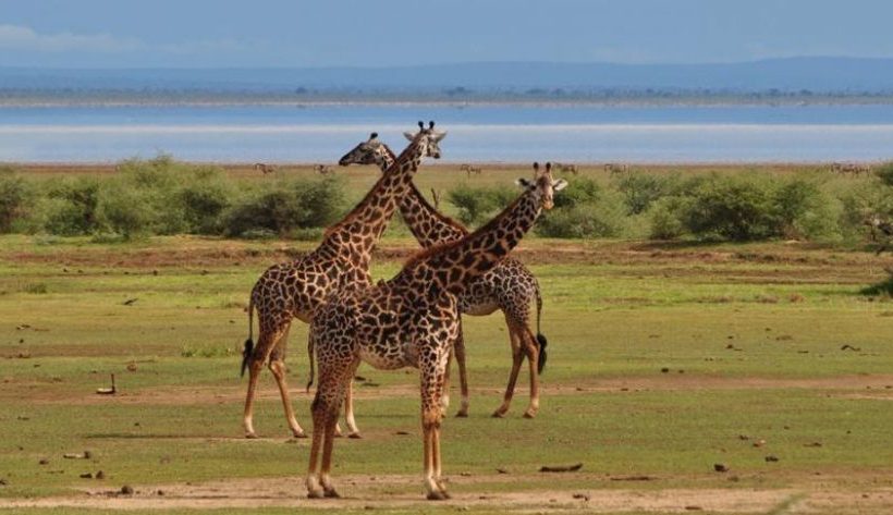 3-Day Trip - Combination of Three Parks (Arusha N.P., Manyara N.P., Tarangire N.P., Ngorongoro Crater)