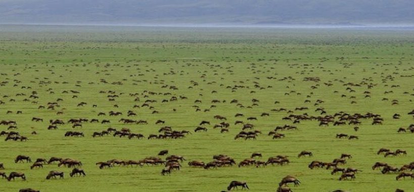 5-day Serengeti Standard Safari: