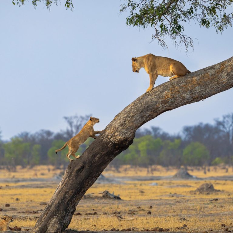 12 Days Honeymoon Tanzania and Zanzibar Safari Itinerary