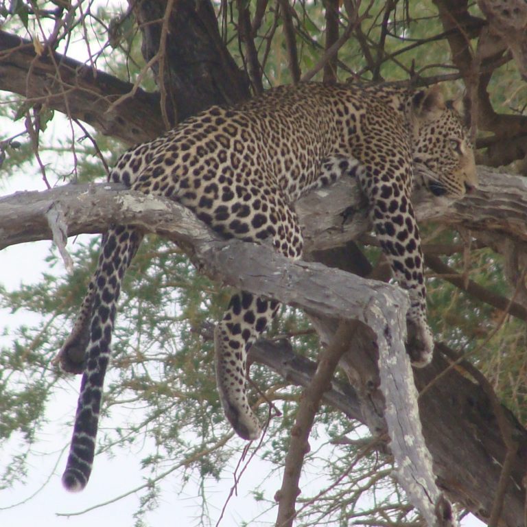 12 Days – Selous, Udzungwa, Mikumi, and Ruaha Safari Itinerary