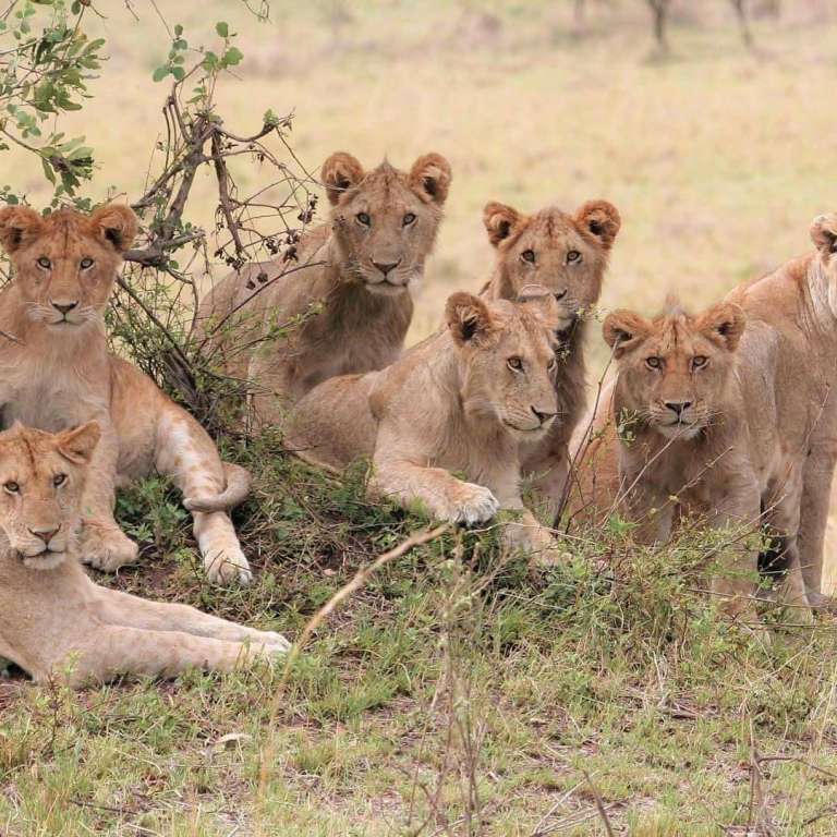 4 Days – Lake Manyara, Serengeti, Ngorongoro Crater Safari Itinerary