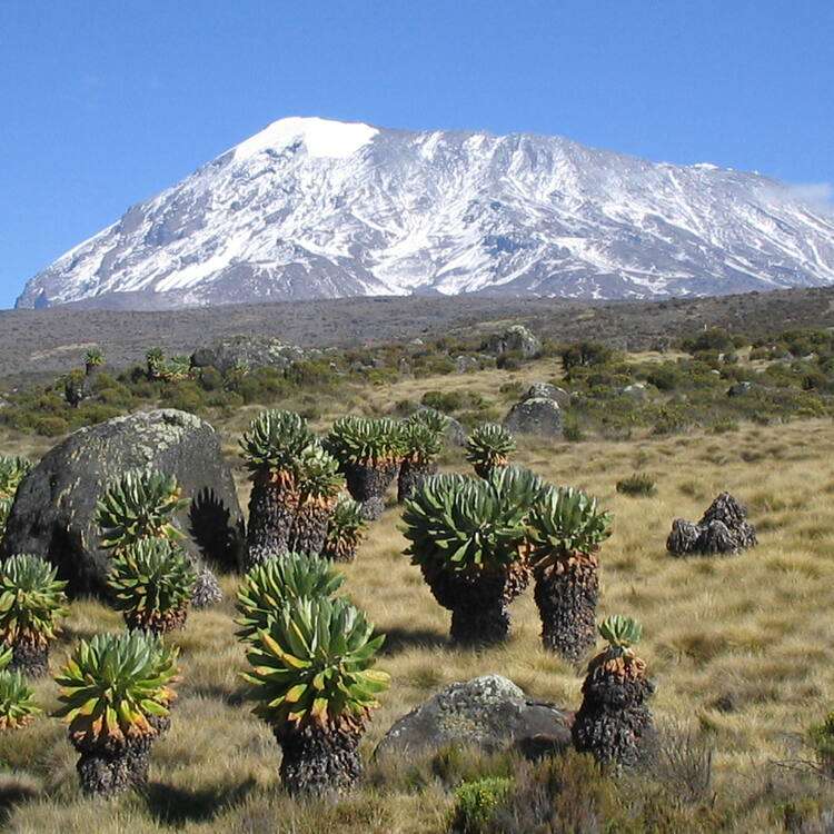 6 Days Mount Kilimanjaro climbing Itinerary on Shira Route