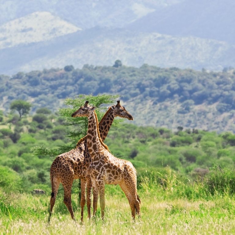 Arusha National Park