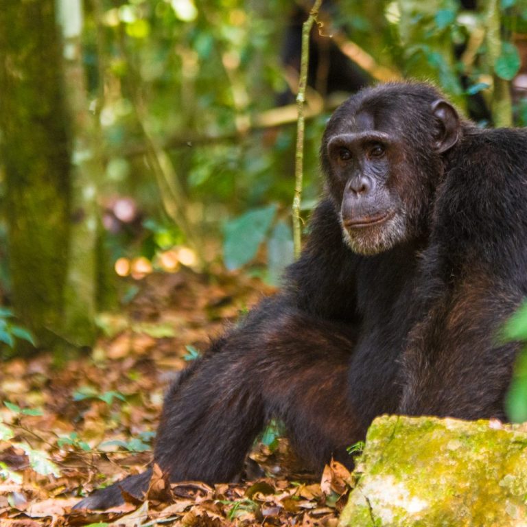 Gombe Stream National Park