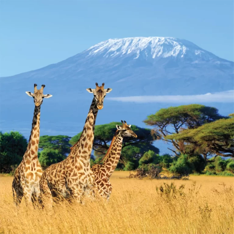 Kilimanjaro National Park