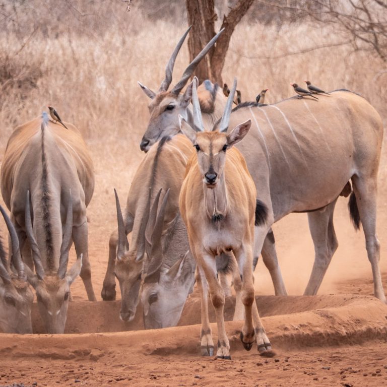 Mkomazi Game Reserve