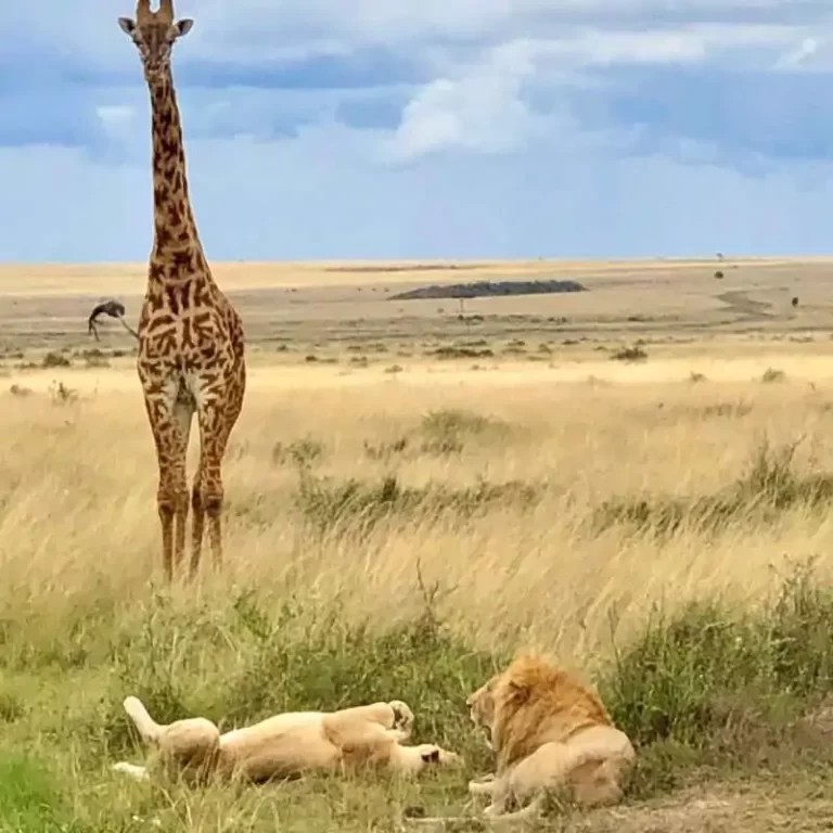 Nyerere National Park