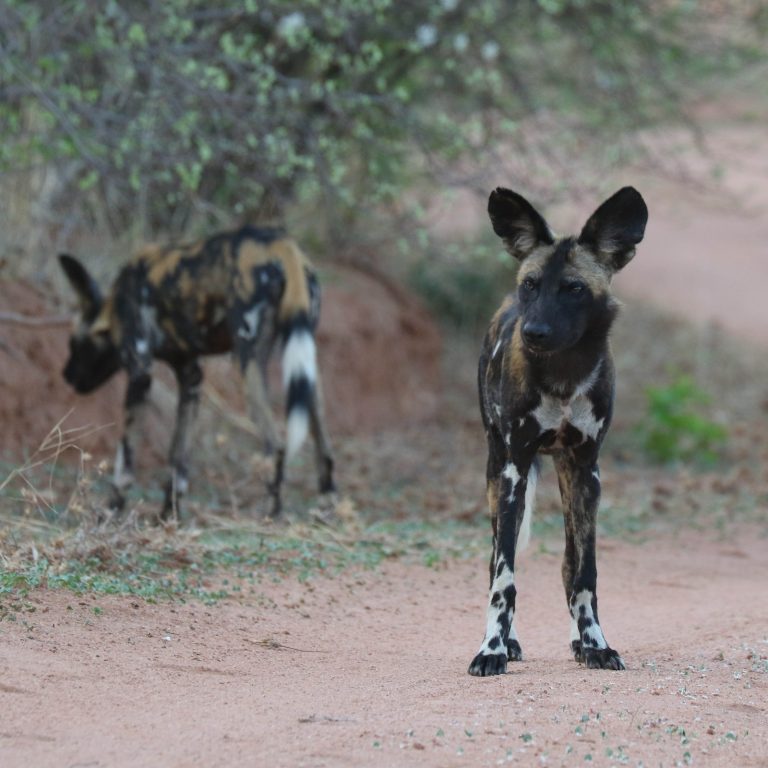 Ruaha National Park