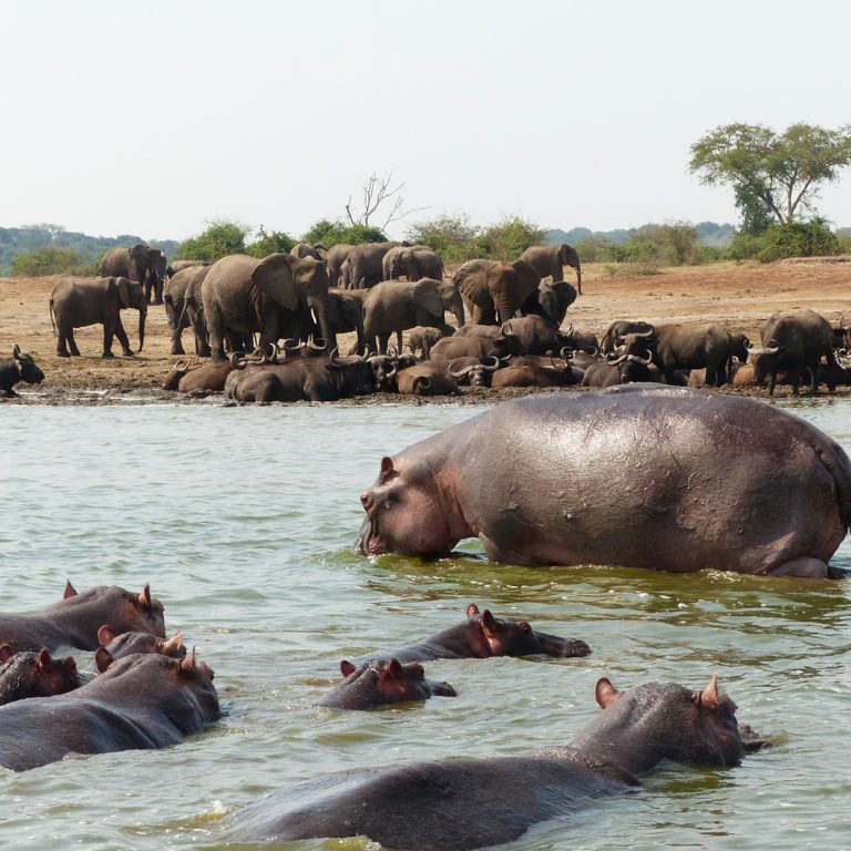 Saanane National Park