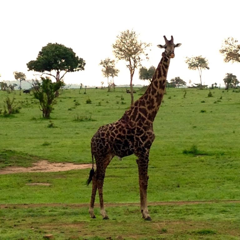 Selous Game Reserve