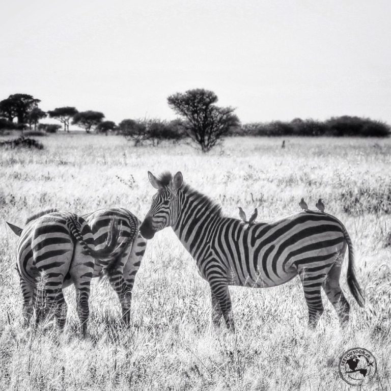 Tarangire National Park