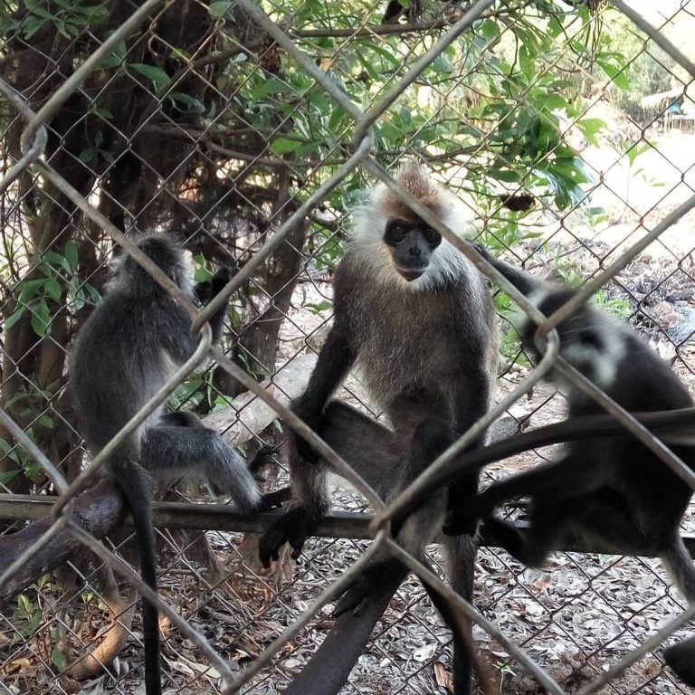 Zanzibar Red Monkey Forest & Mangroves